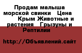 Продам малыша морской свинки › Цена ­ 600 - Крым Животные и растения » Грызуны и Рептилии   